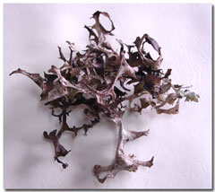 �}�E���e�B���O���X