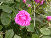 �u���K���A�̃o��